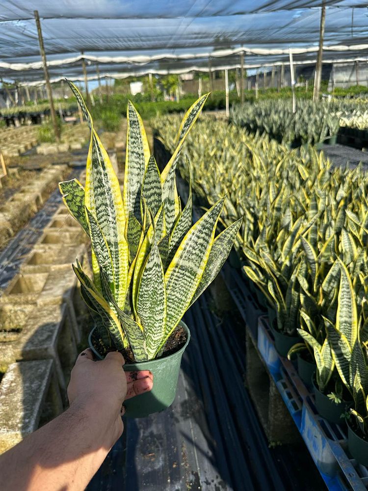 sansevieria-trifasciata-laurentii-snake-plant-mother-in-law-s-tongue-bowstring-hemp