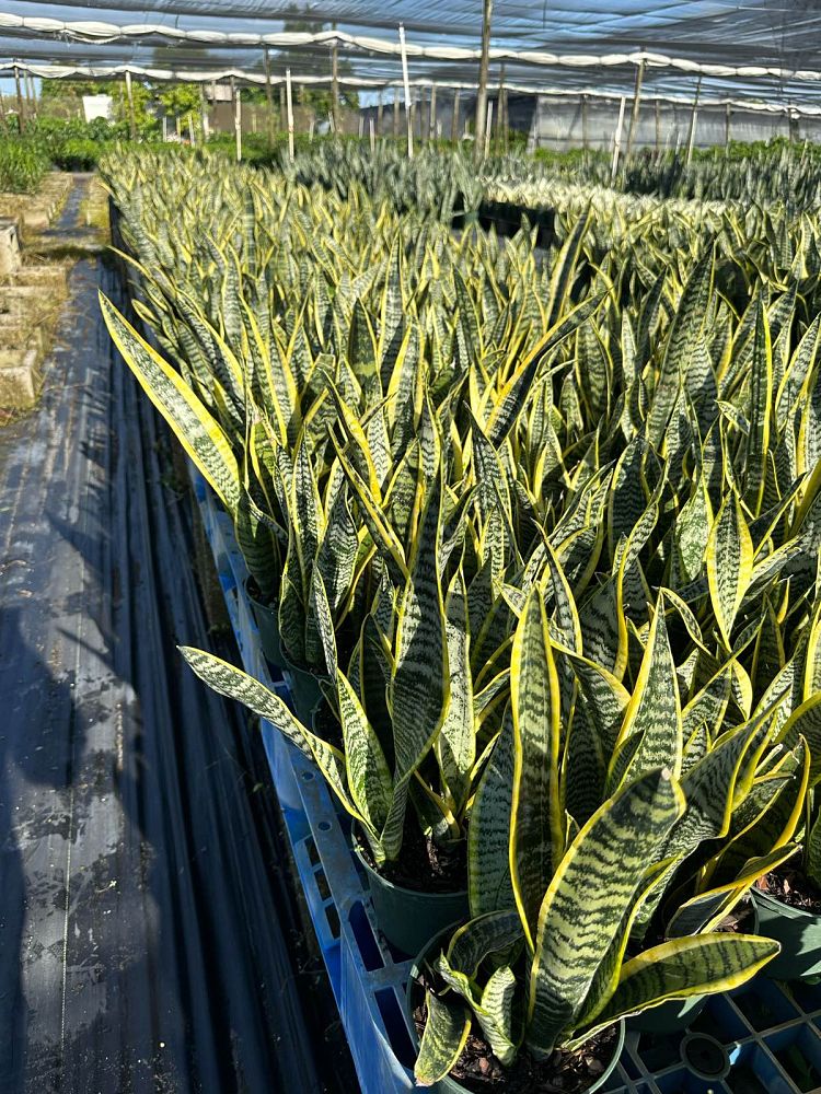 sansevieria-trifasciata-laurentii-snake-plant-mother-in-law-s-tongue-bowstring-hemp