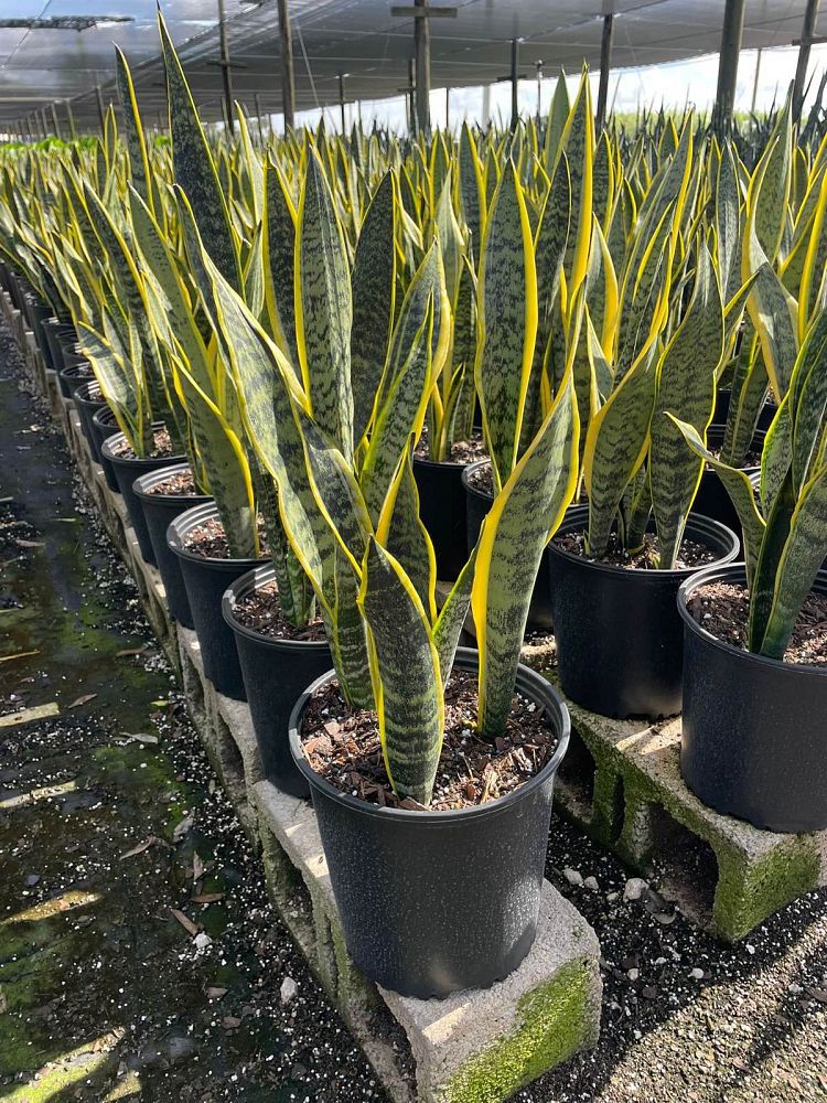 sansevieria-trifasciata-laurentii-snake-plant-mother-in-law-s-tongue-bowstring-hemp