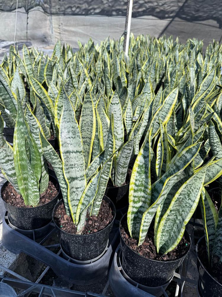 sansevieria-trifasciata-laurentii-snake-plant-mother-in-law-s-tongue-bowstring-hemp