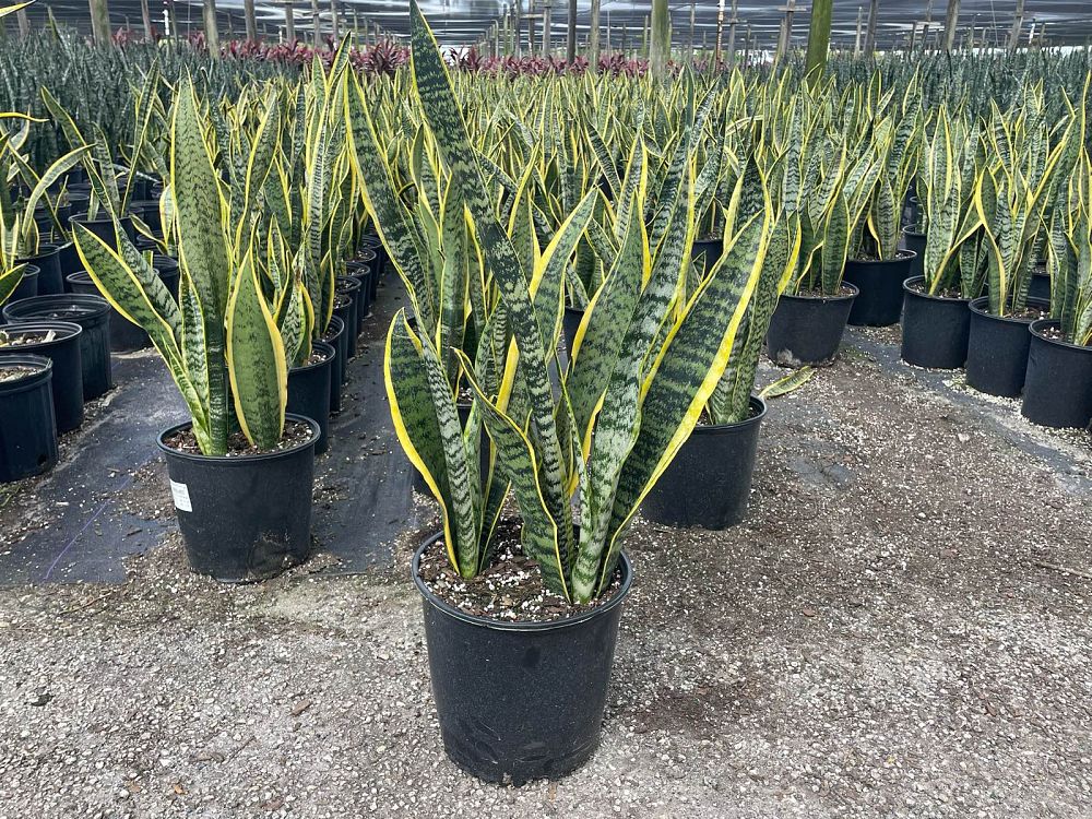 sansevieria-trifasciata-laurentii-snake-plant-mother-in-law-s-tongue-bowstring-hemp