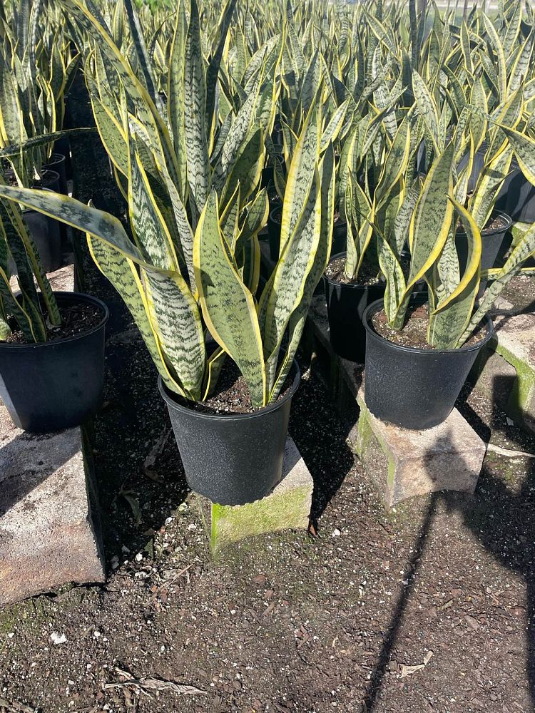 sansevieria-trifasciata-laurentii-snake-plant-mother-in-law-s-tongue-bowstring-hemp