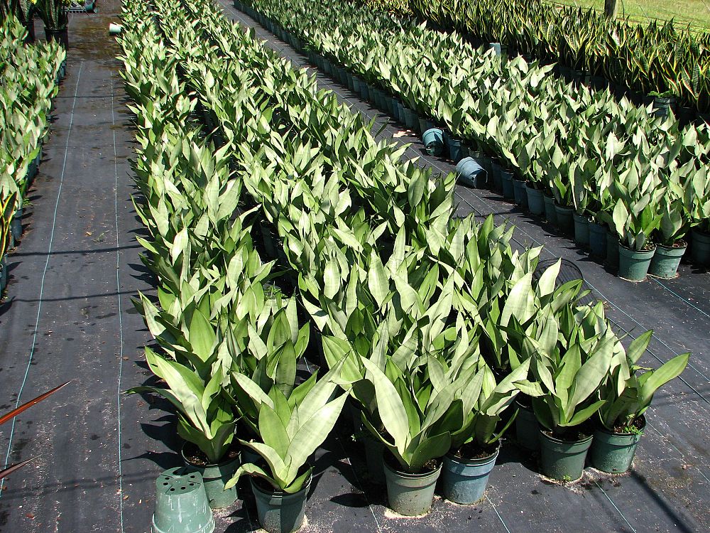 sansevieria-trifasciata-moonshine-snake-plant-mother-in-law-s-tongue-bowstring-hemp
