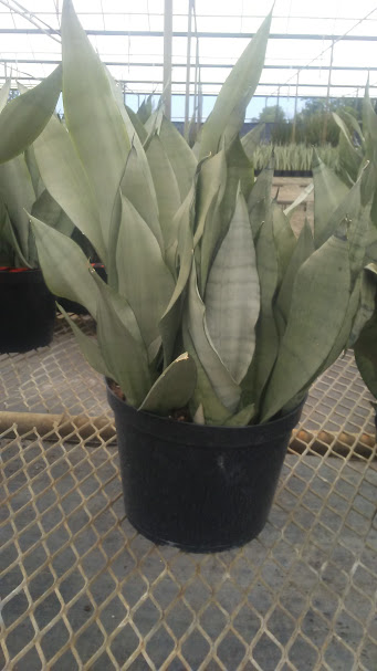sansevieria-trifasciata-moonshine-snake-plant-mother-in-law-s-tongue-bowstring-hemp