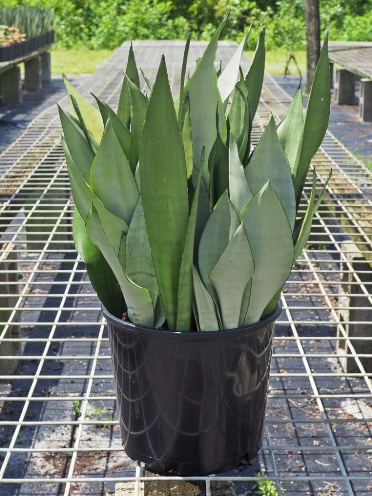 sansevieria-trifasciata-moonshine-snake-plant-mother-in-law-s-tongue-bowstring-hemp