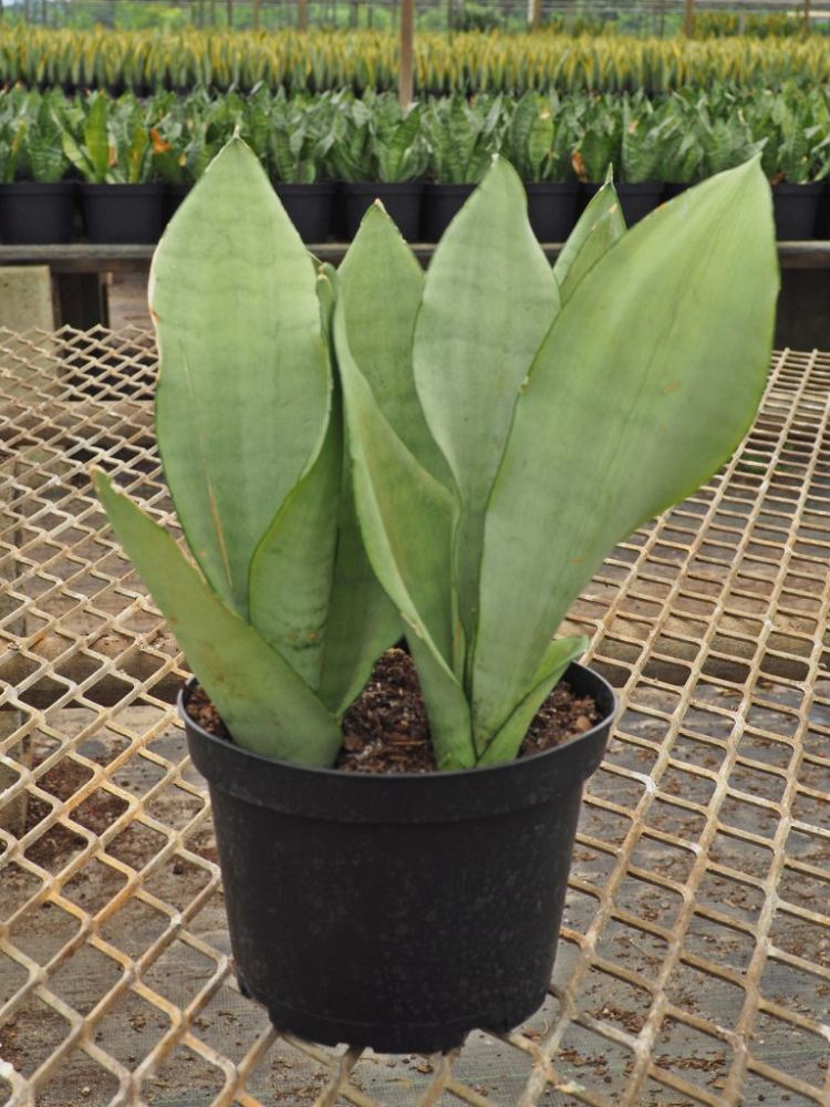 sansevieria-trifasciata-moonshine-snake-plant-mother-in-law-s-tongue-bowstring-hemp