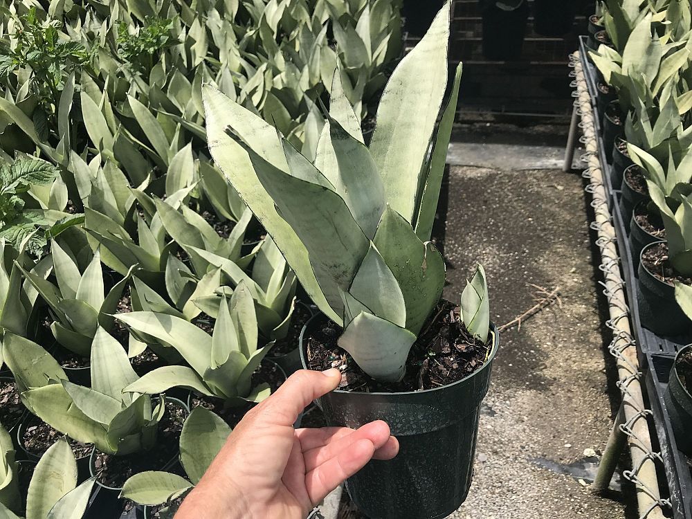 sansevieria-trifasciata-moonshine-snake-plant-mother-in-law-s-tongue-bowstring-hemp