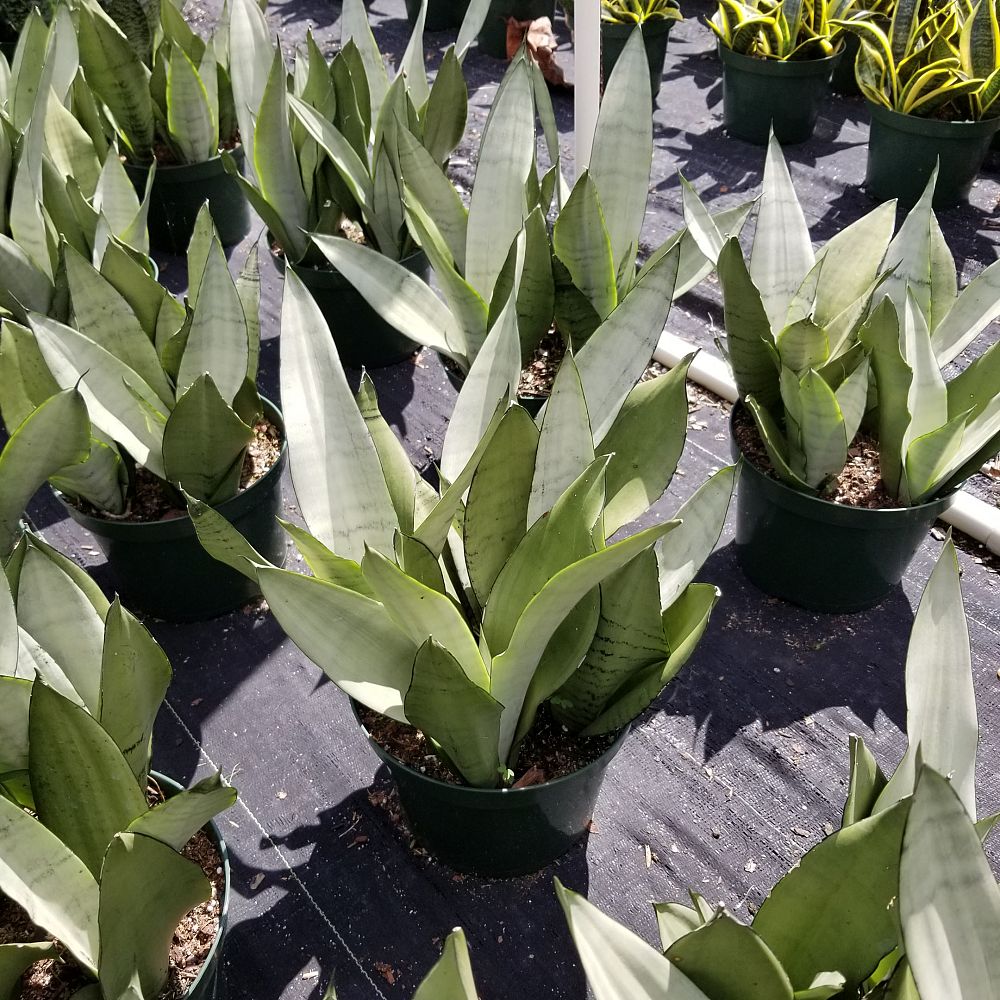 sansevieria-trifasciata-moonshine-snake-plant-mother-in-law-s-tongue-bowstring-hemp