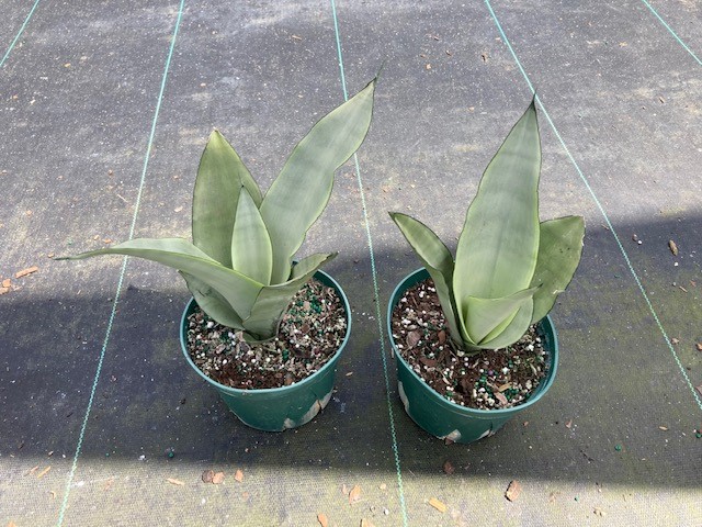 sansevieria-trifasciata-moonshine-snake-plant-mother-in-law-s-tongue-bowstring-hemp