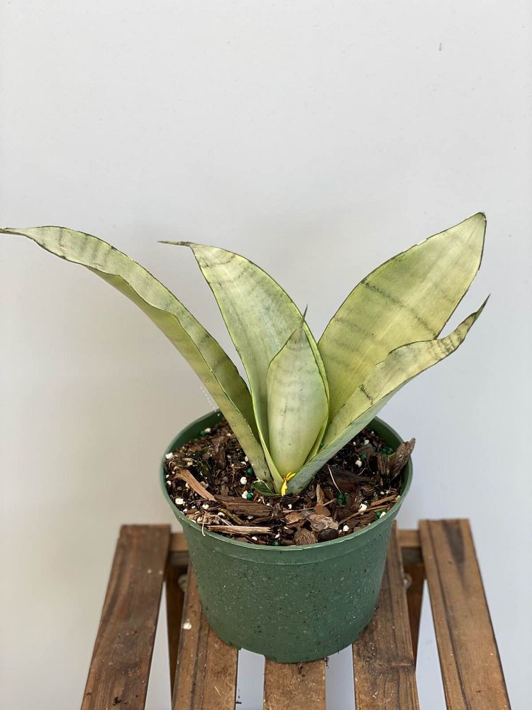 sansevieria-trifasciata-moonshine-snake-plant-mother-in-law-s-tongue-bowstring-hemp