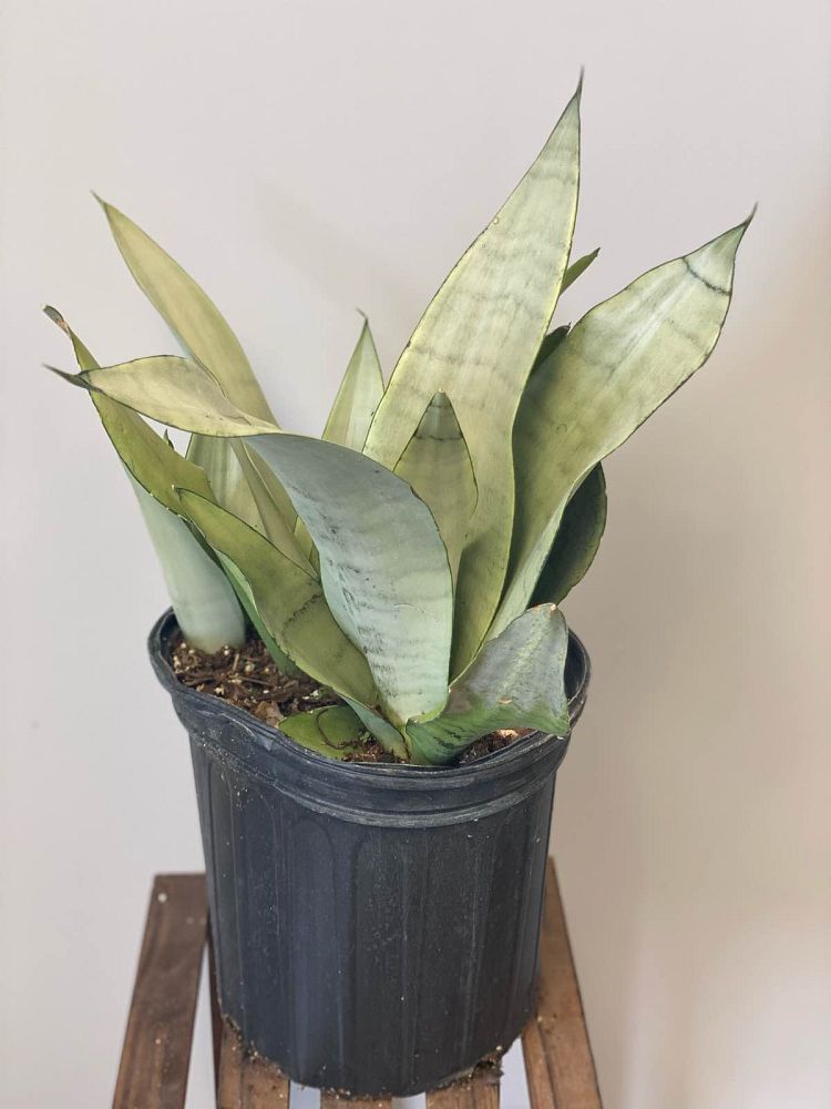 sansevieria-trifasciata-moonshine-snake-plant-mother-in-law-s-tongue-bowstring-hemp