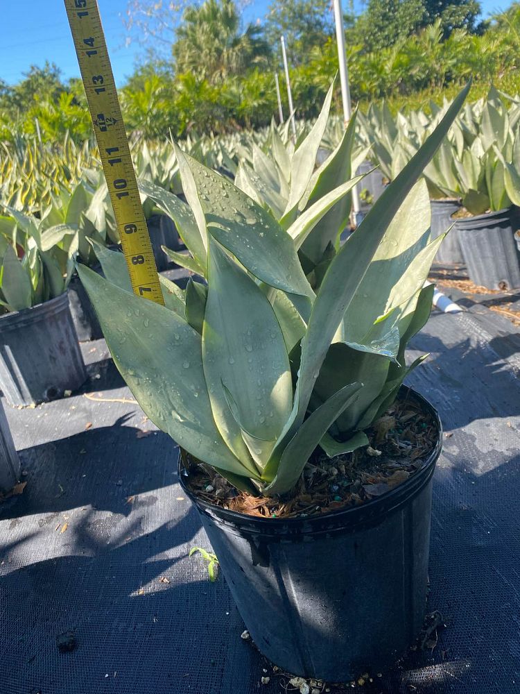 sansevieria-trifasciata-moonshine-snake-plant-mother-in-law-s-tongue-bowstring-hemp