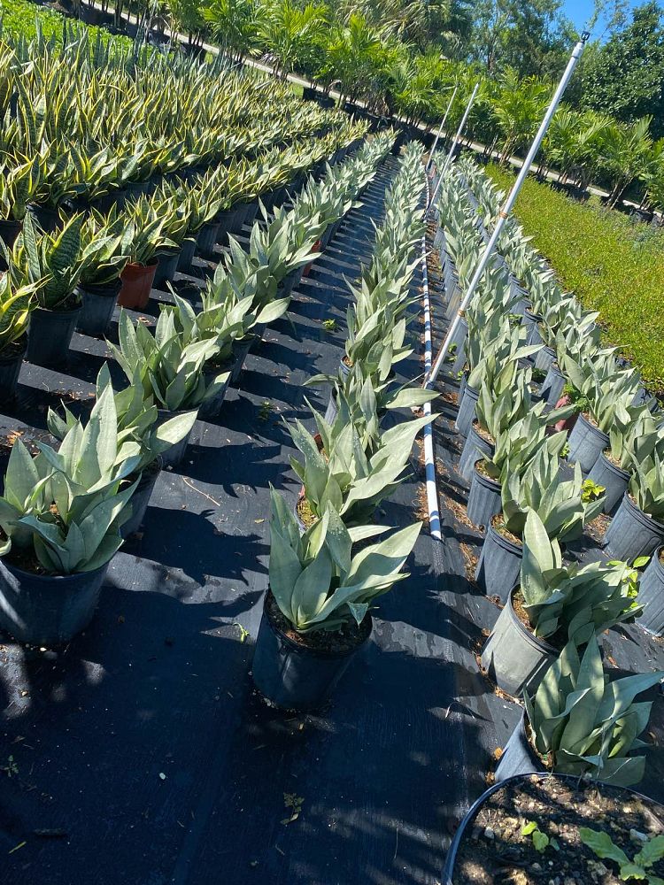 sansevieria-trifasciata-moonshine-snake-plant-mother-in-law-s-tongue-bowstring-hemp