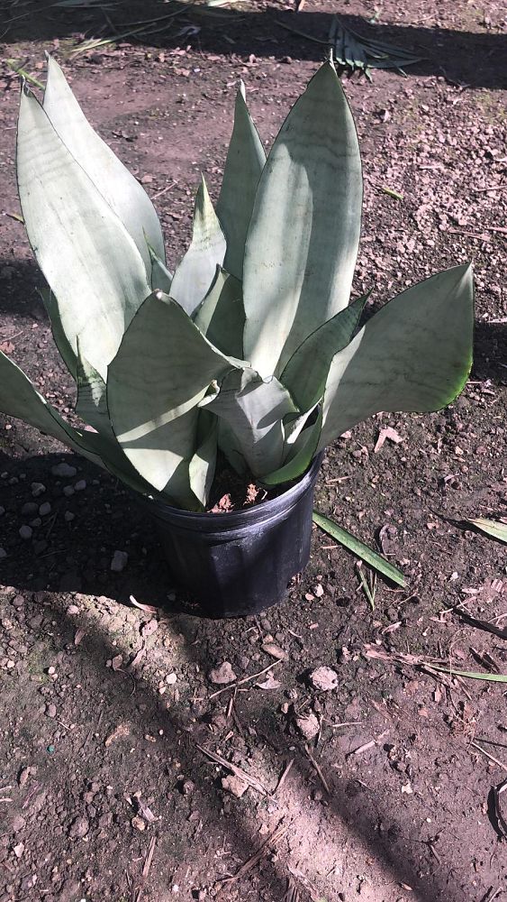 sansevieria-trifasciata-moonshine-snake-plant-mother-in-law-s-tongue-bowstring-hemp