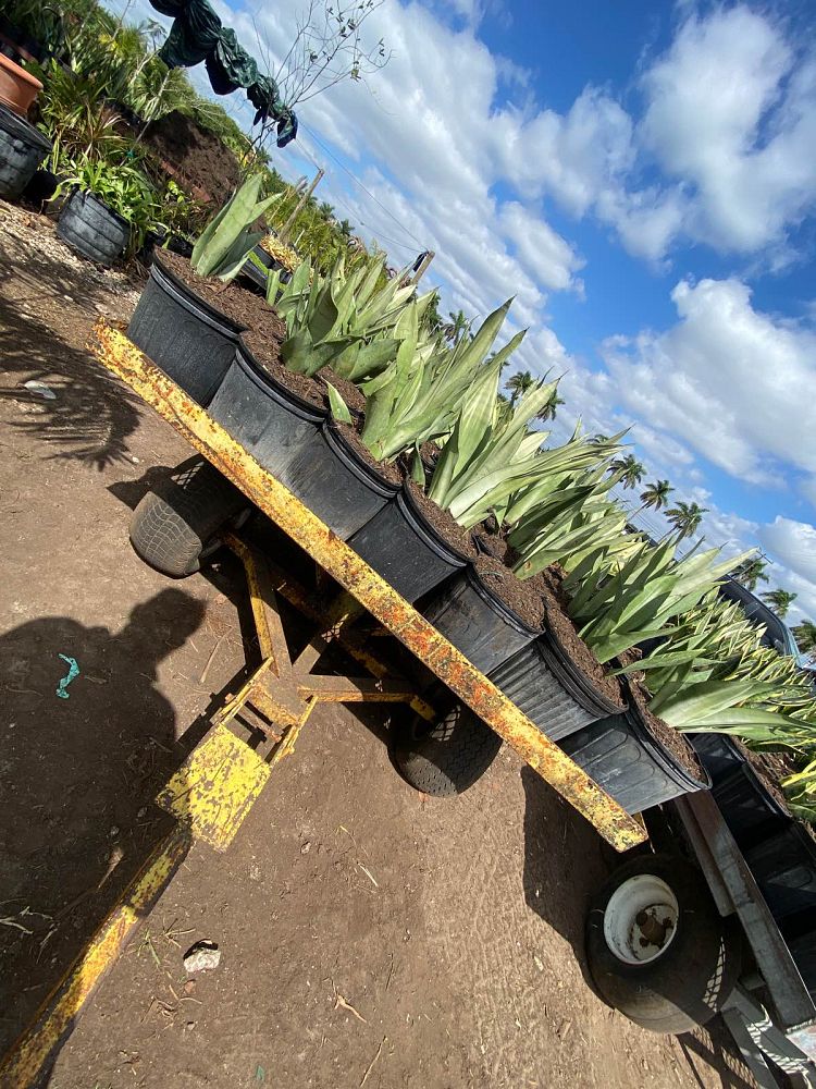 sansevieria-trifasciata-moonshine-snake-plant-mother-in-law-s-tongue-bowstring-hemp