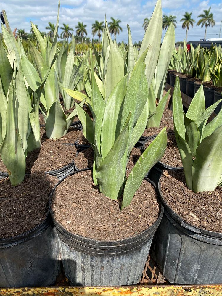 sansevieria-trifasciata-moonshine-snake-plant-mother-in-law-s-tongue-bowstring-hemp
