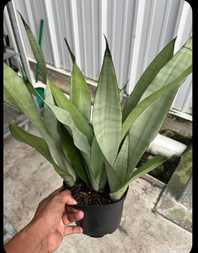 sansevieria-trifasciata-moonshine-snake-plant-mother-in-law-s-tongue-bowstring-hemp