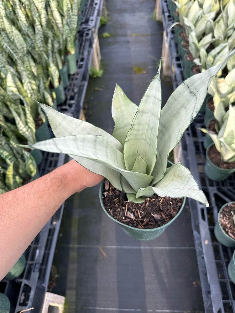 sansevieria-trifasciata-moonshine-snake-plant-mother-in-law-s-tongue-bowstring-hemp