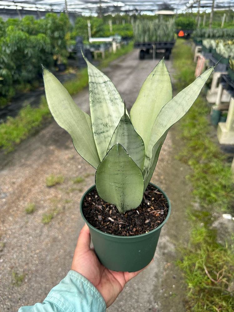 sansevieria-trifasciata-moonshine-snake-plant-mother-in-law-s-tongue-bowstring-hemp