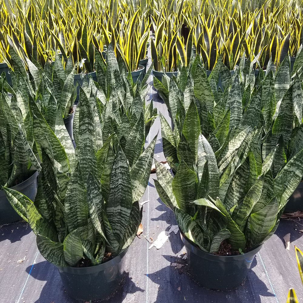 Consolidated Foliage