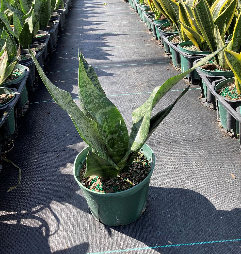 sansevieria-trifasciata-robusta-snake-plant-mother-in-law-s-tongue-bowstring-hemp