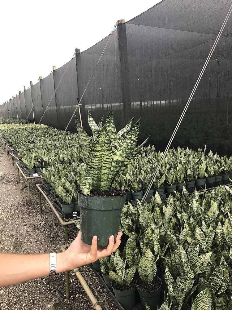 sansevieria-trifasciata-robusta-snake-plant-mother-in-law-s-tongue-bowstring-hemp