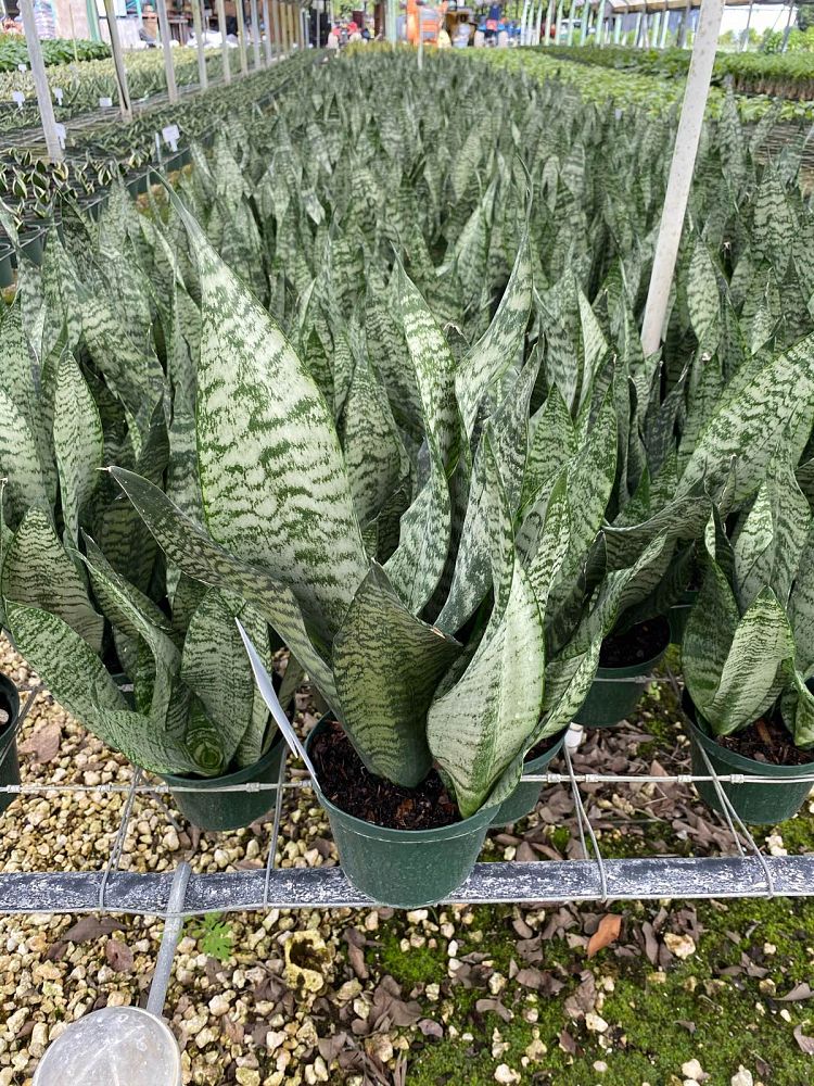 sansevieria-trifasciata-robusta-snake-plant-mother-in-law-s-tongue-bowstring-hemp