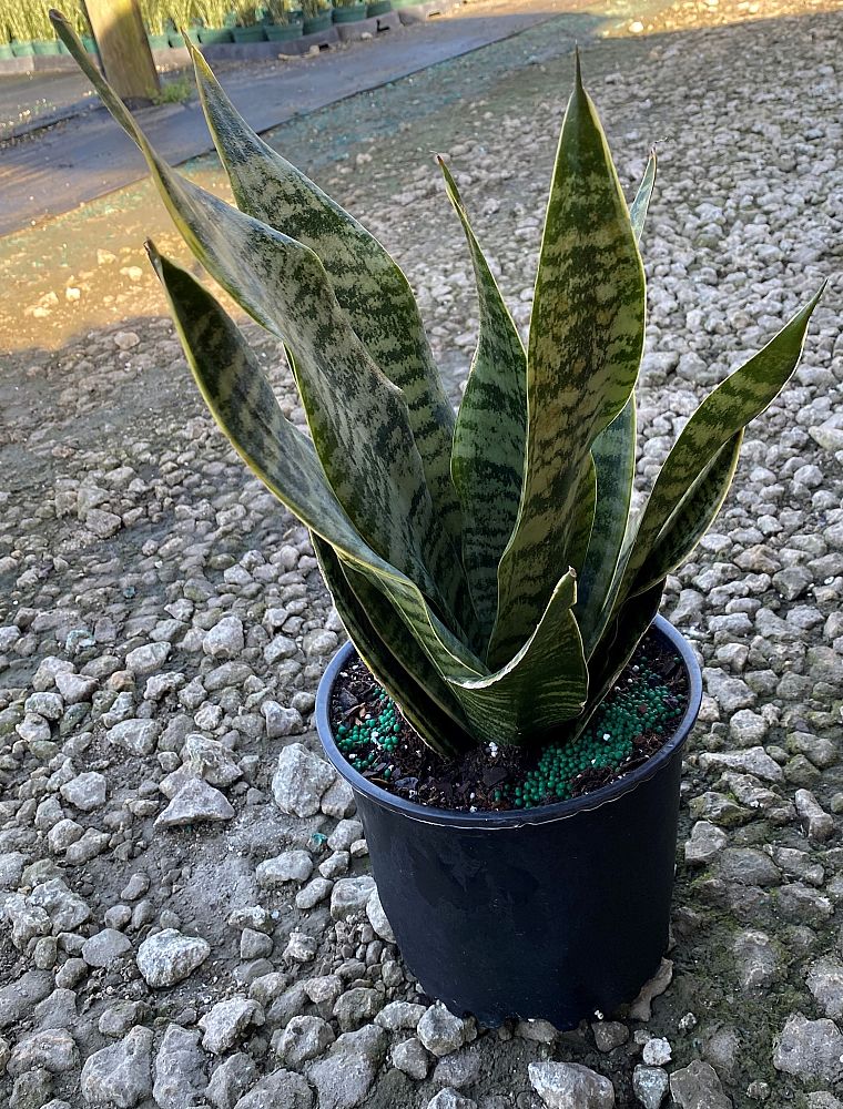 sansevieria-trifasciata-robusta-snake-plant-mother-in-law-s-tongue-bowstring-hemp