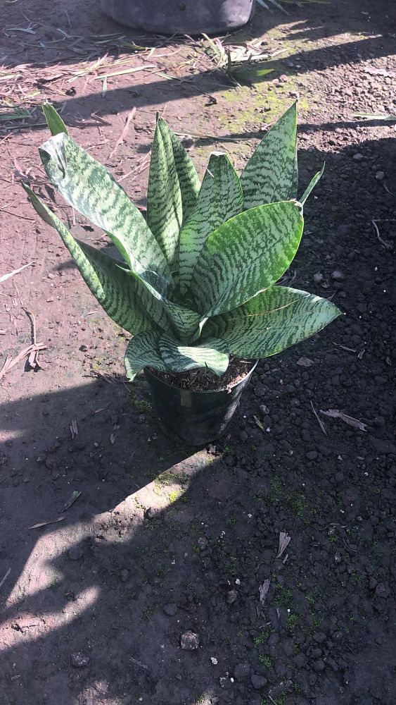 sansevieria-trifasciata-robusta-snake-plant-mother-in-law-s-tongue-bowstring-hemp