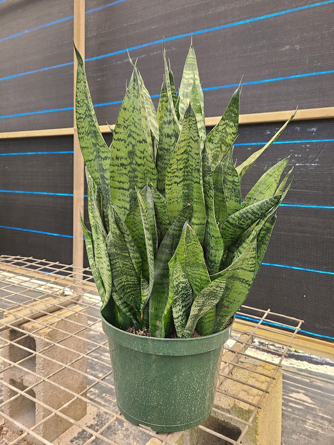 sansevieria-trifasciata-robusta-snake-plant-mother-in-law-s-tongue-bowstring-hemp