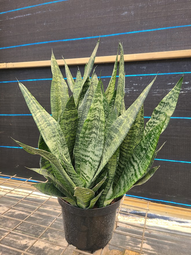 sansevieria-trifasciata-robusta-snake-plant-mother-in-law-s-tongue-bowstring-hemp