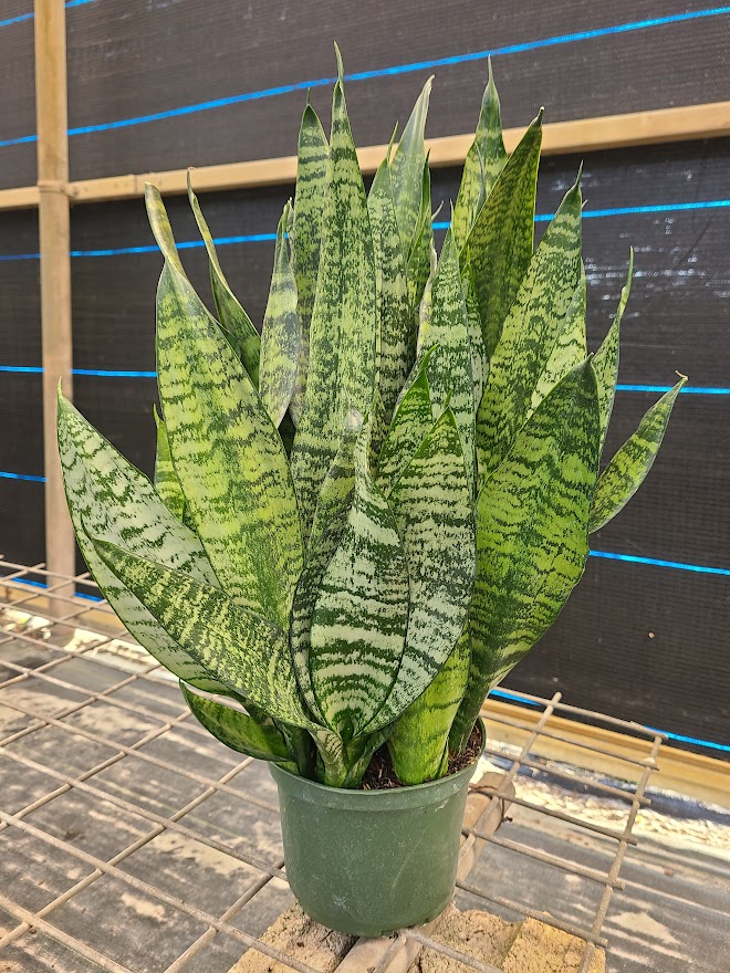 sansevieria-trifasciata-robusta-snake-plant-mother-in-law-s-tongue-bowstring-hemp