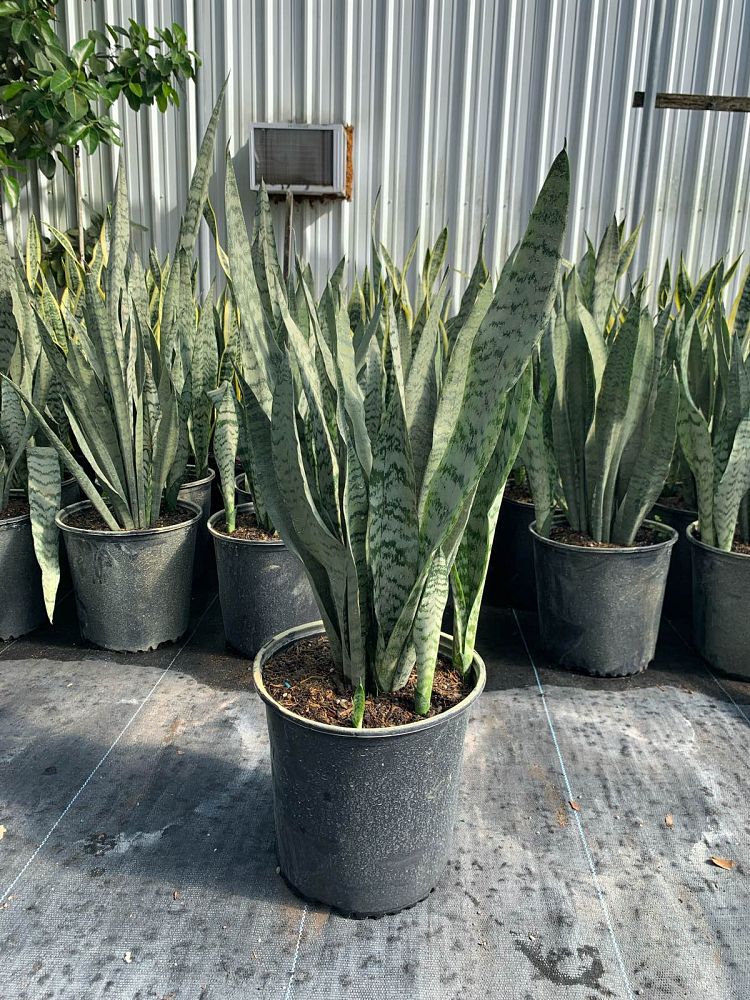 sansevieria-trifasciata-robusta-snake-plant-mother-in-law-s-tongue-bowstring-hemp