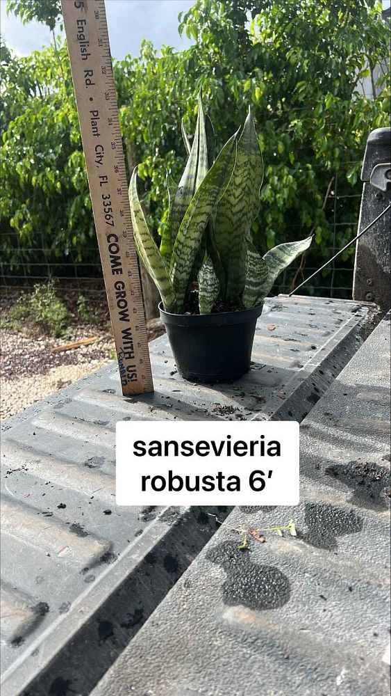 sansevieria-trifasciata-robusta-snake-plant-mother-in-law-s-tongue-bowstring-hemp