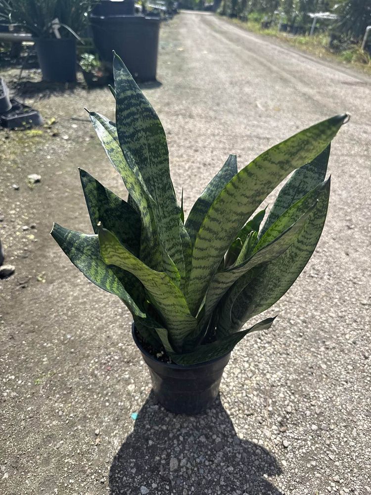 sansevieria-trifasciata-robusta-snake-plant-mother-in-law-s-tongue-bowstring-hemp