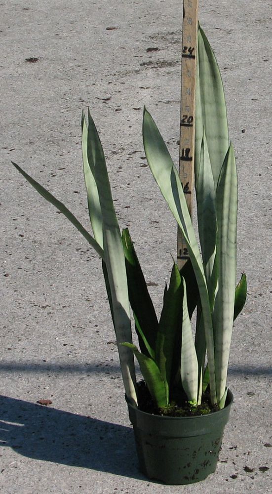 sansevieria trifasciata silver queen snake plant, mother in