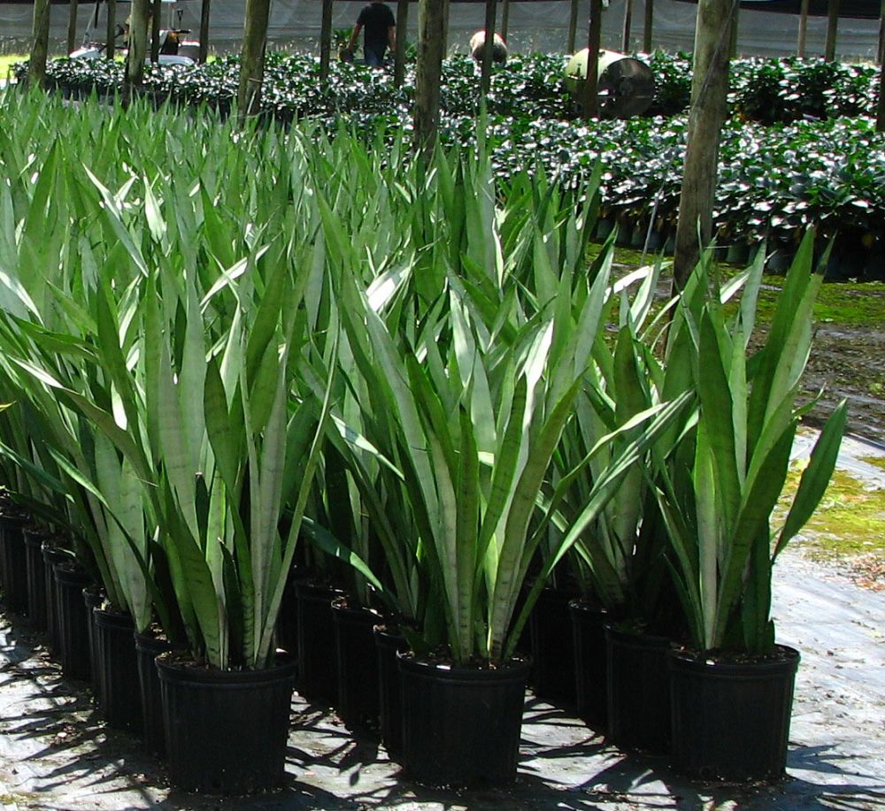 sansevieria-trifasciata-silver-queen-snake-plant-mother-in-law-s-tongue-bowstring-hemp
