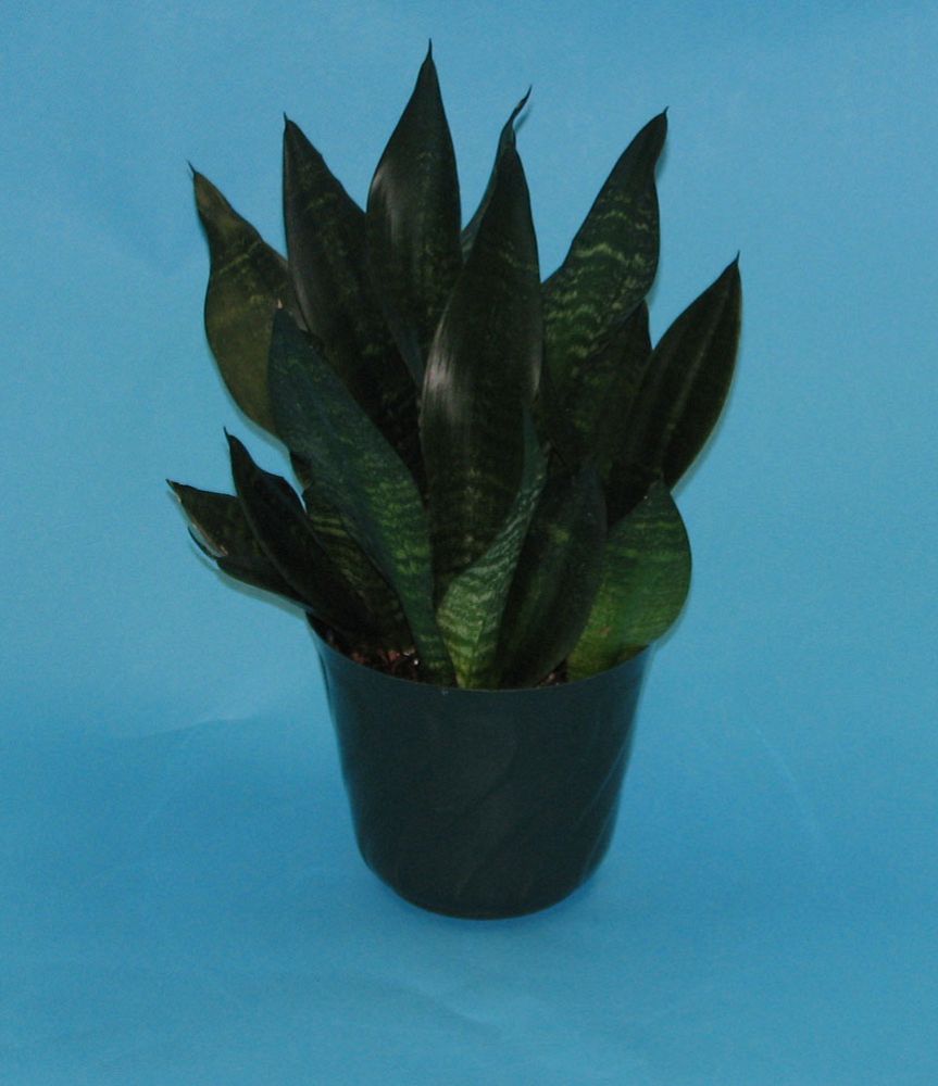 sansevieria-trifasciata-snake-plant-mother-in-law-s-tongue-bowstring-hemp