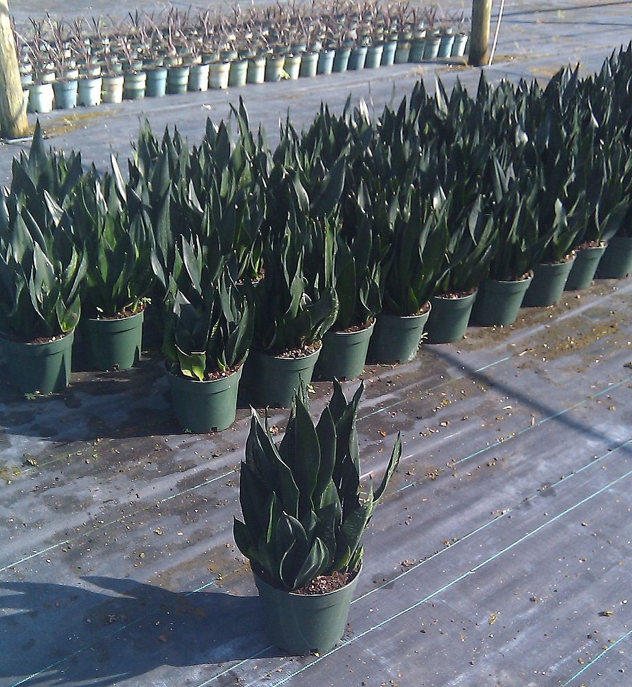 sansevieria-trifasciata-snake-plant-mother-in-law-s-tongue-bowstring-hemp