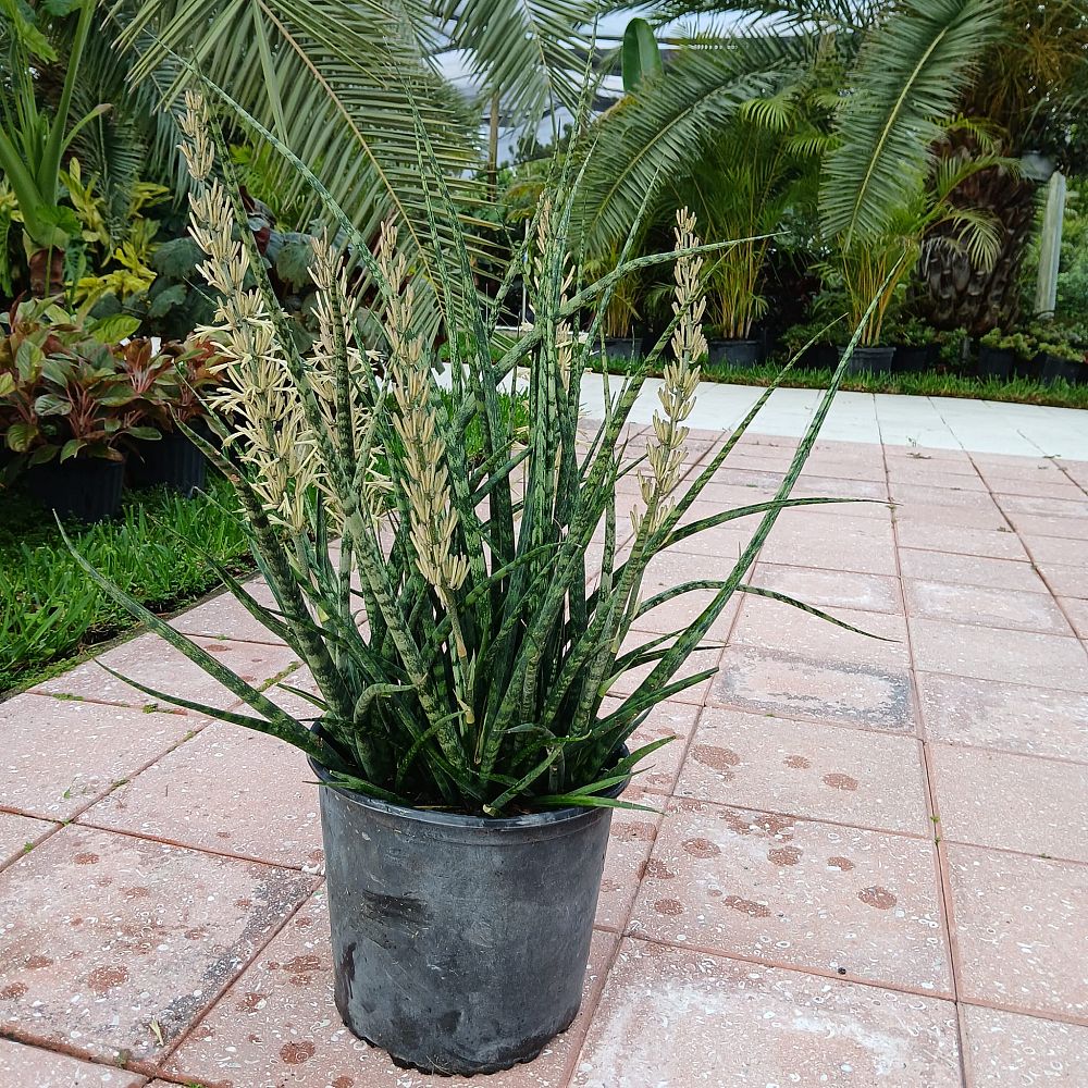 sansevieria-trifasciata-snake-plant-mother-in-law-s-tongue-bowstring-hemp