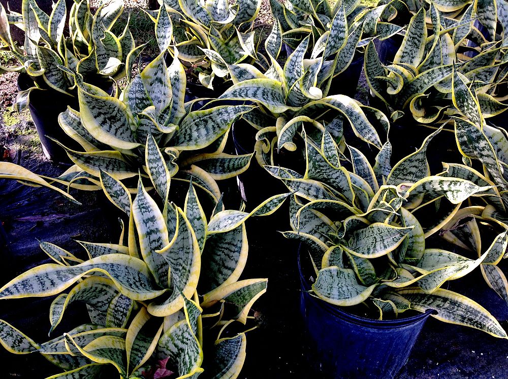sansevieria-trifasciata-twister-snake-plant-mother-in-law-s-tongue-bowstring-hemp