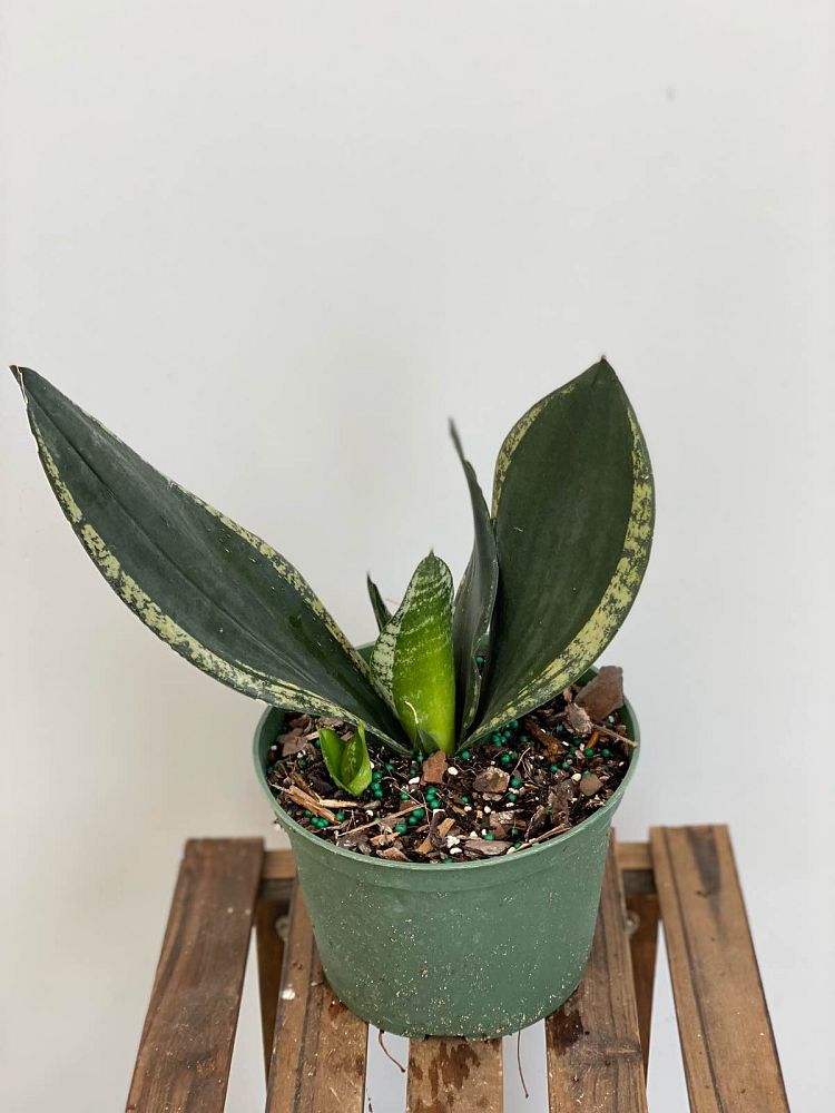 sansevieria-whitney-snake-plant-mother-in-law-s-tongue-bowstring-hemp