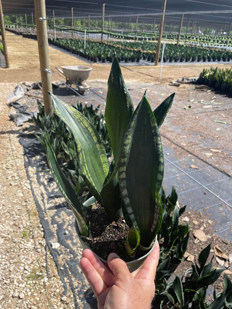 sansevieria-whitney-snake-plant-mother-in-law-s-tongue-bowstring-hemp