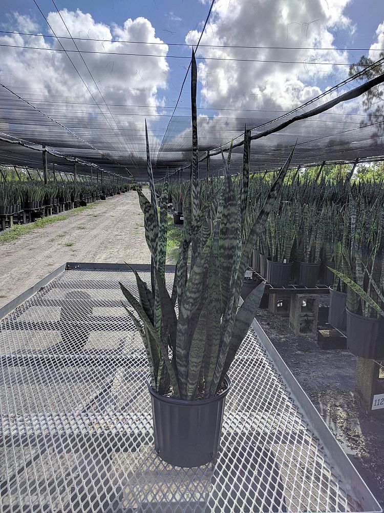 sansevieria-winter-green-snake-plant-mother-in-law-s-tongue-bowstring-hemp
