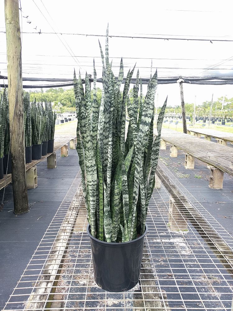 sansevieria-winter-green-snake-plant-mother-in-law-s-tongue-bowstring-hemp
