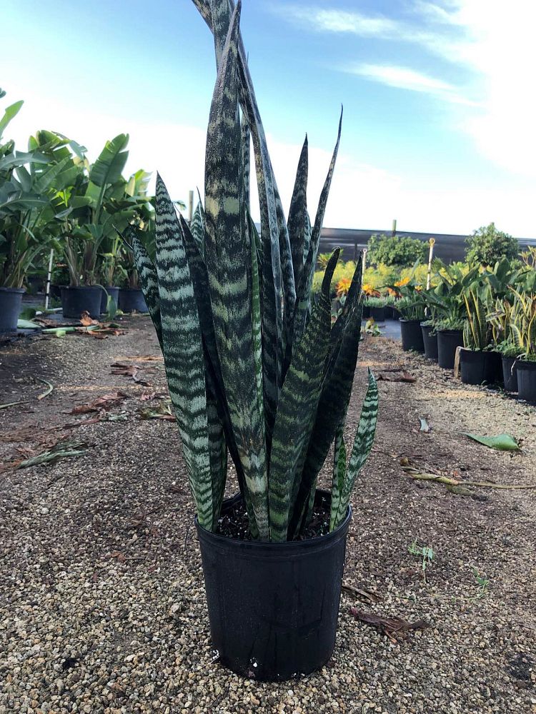 sansevieria-winter-green-snake-plant-mother-in-law-s-tongue-bowstring-hemp