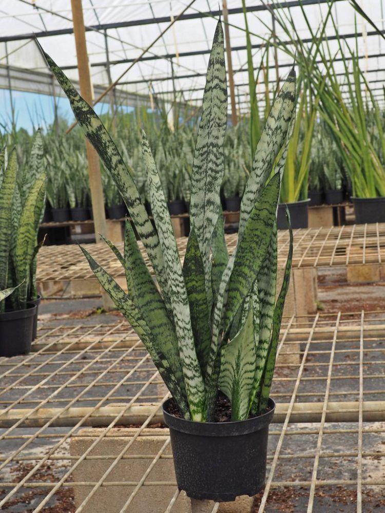 Сансевиерия zeylanica