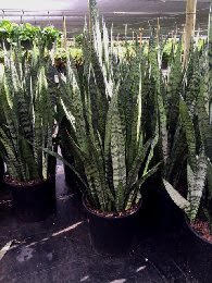 sansevieria-zeylanica-snake-plant-mother-in-law-s-tongue-bowstring-hemp-viper-s-bowstring-hemp