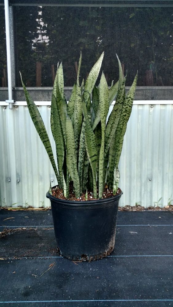 sansevieria-zeylanica-snake-plant-mother-in-law-s-tongue-bowstring-hemp-viper-s-bowstring-hemp