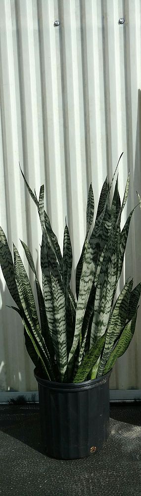 sansevieria-zeylanica-snake-plant-mother-in-law-s-tongue-bowstring-hemp-viper-s-bowstring-hemp